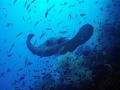 Australian Bull Stingray