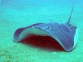 Australian Bull Stingray