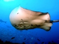 Australian Bull Stingray