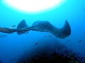 Australian Bull Stingray