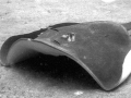Australian Bull Stingray