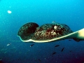 Australian Bull Stingray