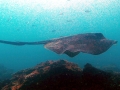 Australian Bull Stingray