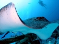 Australian Bull Stingray