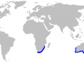 Australian Bull Stingray