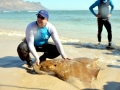 Australian Bull Stingray