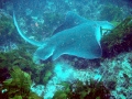 Australian Bull Stingray