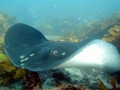 Australian Bull Stingray
