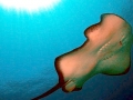 Australian Bull Stingray
