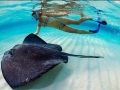Australian Bull Stingray