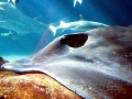 Australian Bull Stingray