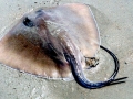 Australian Bull Stingray
