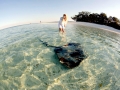 Australian Bull Stingray