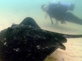 Australian Bull Stingray