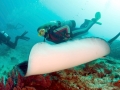 Australian Bull Stingray