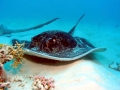 Australian Bull Stingray