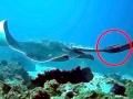 Australian Bull Stingray