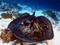Australian Bull Stingray