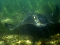 Australian Bull Stingray