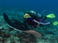 Australian Bull Stingray