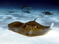 Australian Bull Stingray