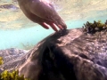 Australian Bull Stingray