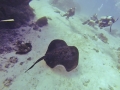 Australian Bull Stingray