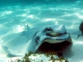 Australian Bull Stingray