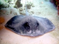Australian Bull Stingray