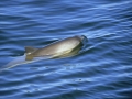 Burmeister's Porpoise