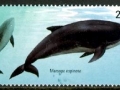 Burmeister's Porpoise