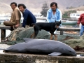 Burmeister's Porpoise