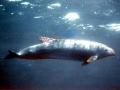 Burmeister's Porpoise