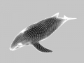 High Resolution Model
