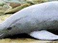 Burmeister's Porpoise