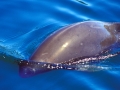 Burmeister's Porpoise