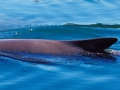 Burmeister's Porpoise