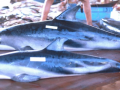Burmeister's Porpoise