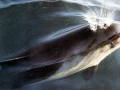 Burmeister's Porpoise