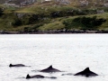 Burmeister's Porpoise