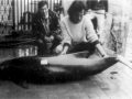 Burmeister's Porpoise