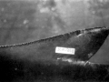 Burmeister's Porpoise