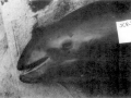 Burmeister's Porpoise