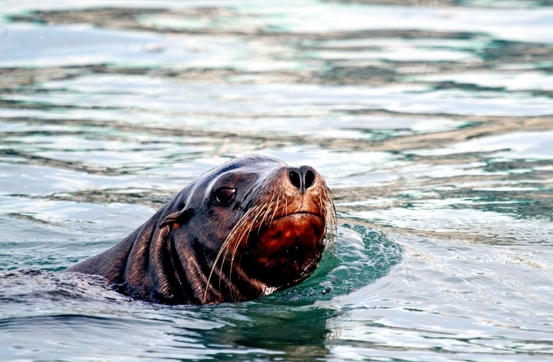 California Sea Lion