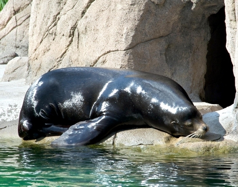 California Sea Lion