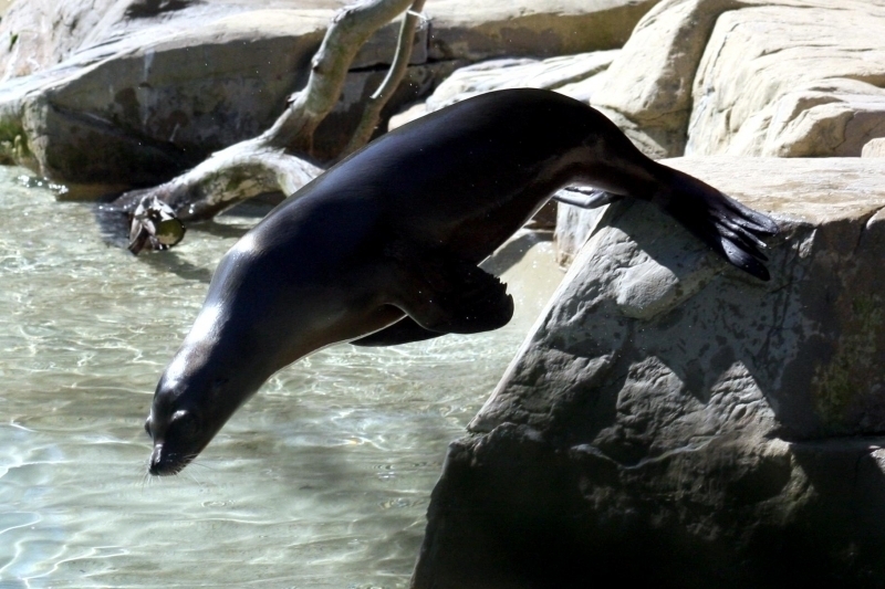California Sea Lion