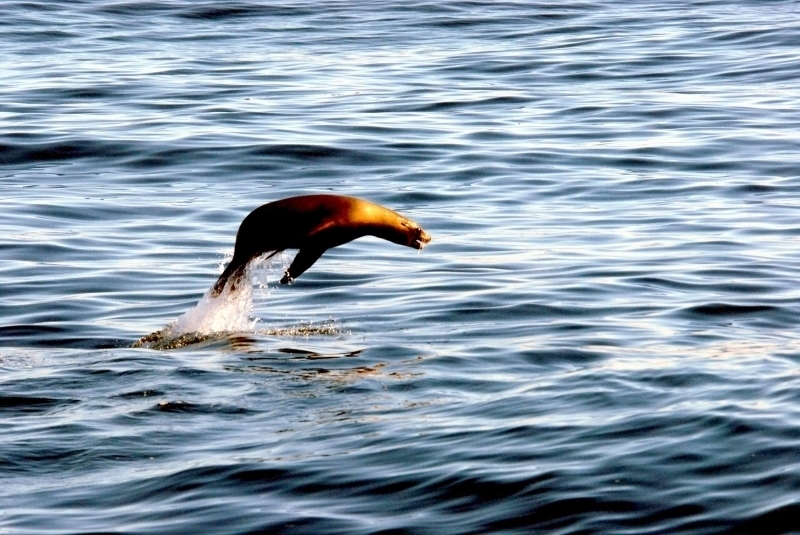 California Sea Lion