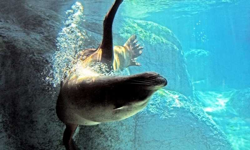 California Sea Lion