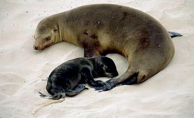 California Sea Lion