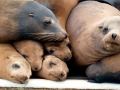 California Sea Lion